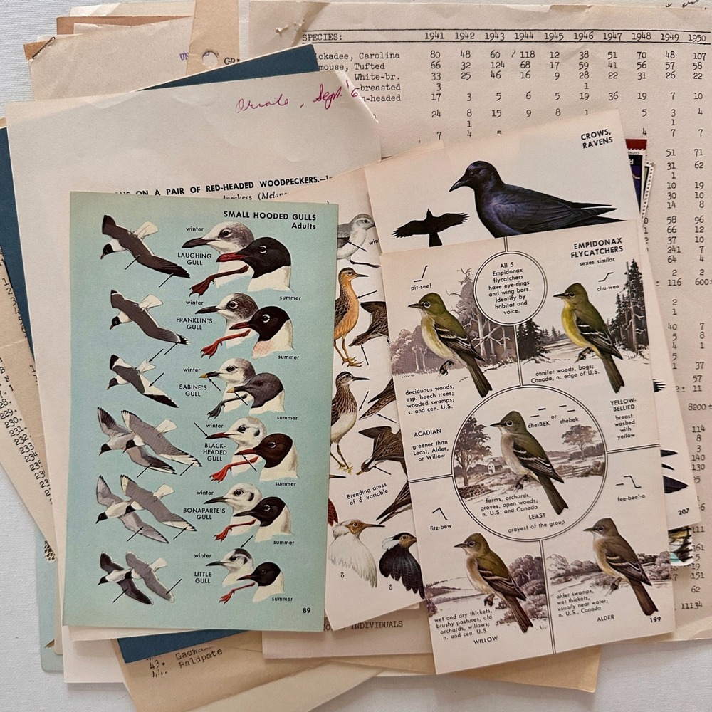 All Things Birds - Vintage Ephemeral Pack of 40 Pieces: stamps, postcard, pages - Picture 8 of 9